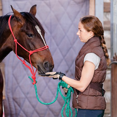 &Eacute;leveur de chevaux